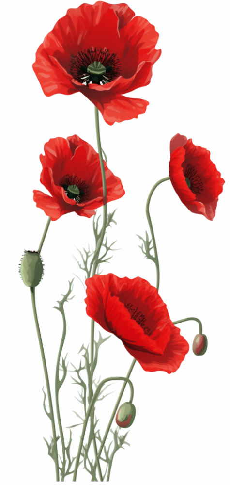 detailed_red_poppies_2d_floral_stickers_clip_art_on_white