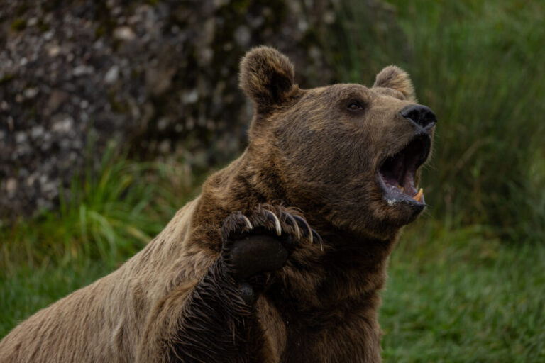 Intel AI bear effort represented by European brown bear in forest at summer