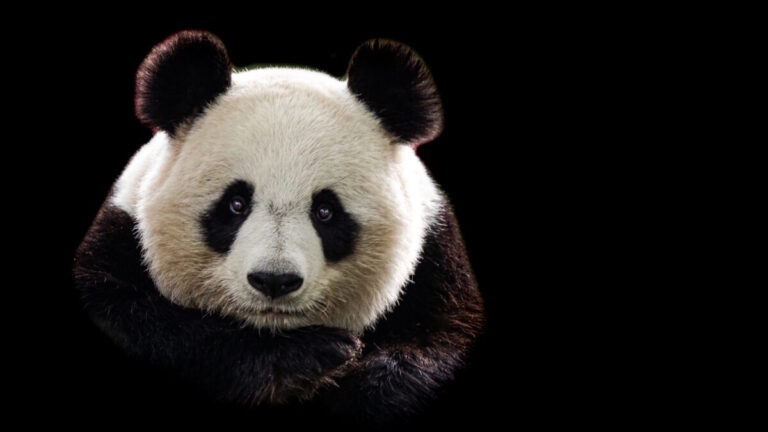 ShadyPanda threat shown by portrait of panda with a black background